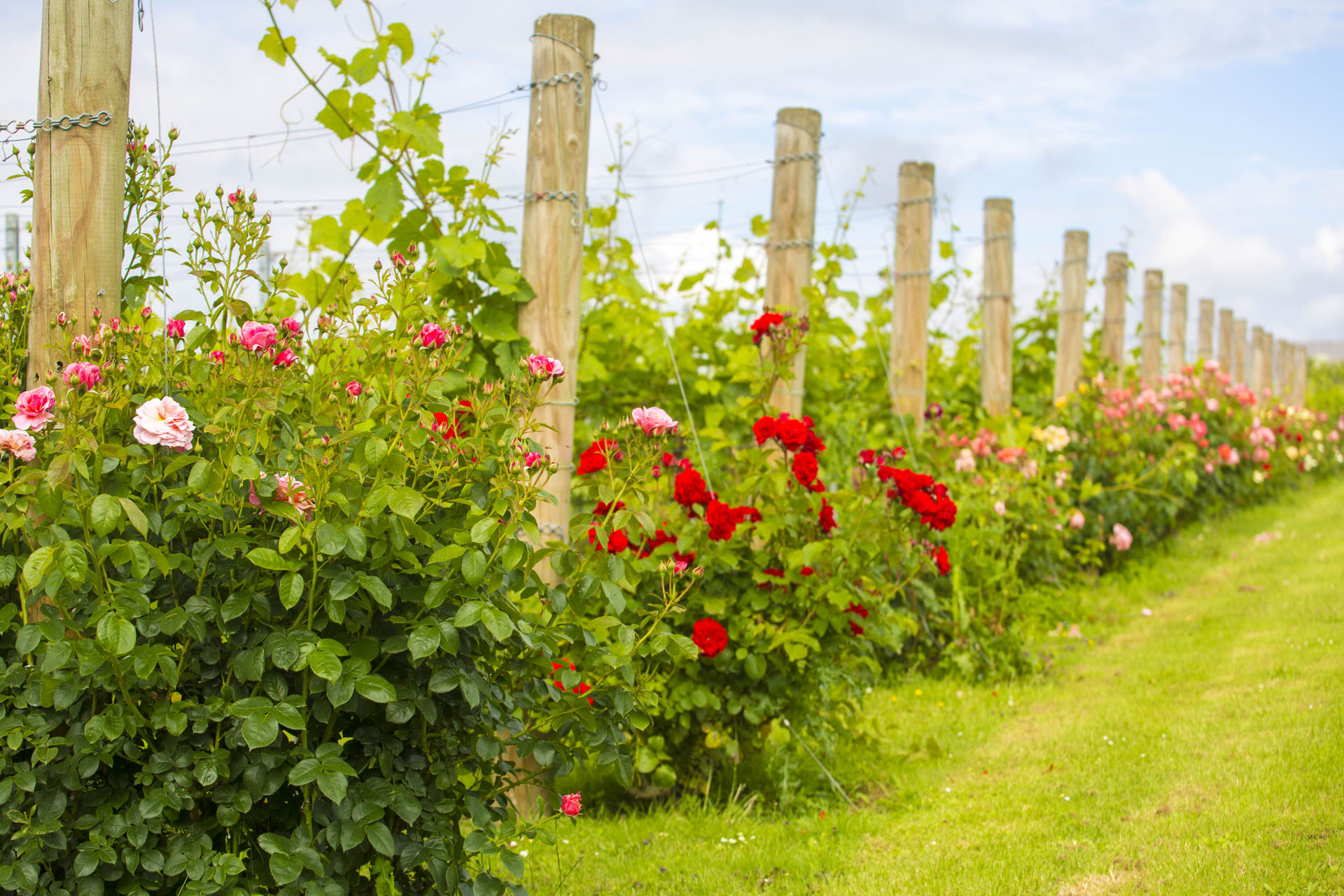 Rose bushes along vineyard trellises at Brabourne Vineyard, showcasing lush greenery and vibrant red.
